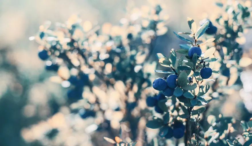 О питомнике