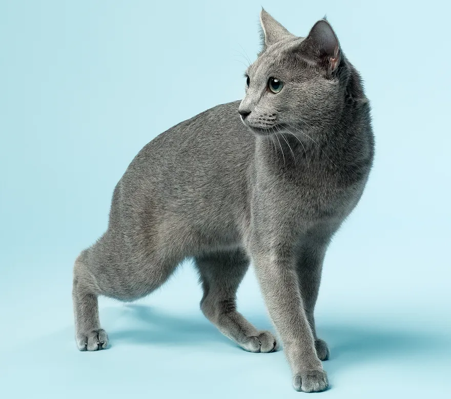 Разводим элитную породу Русская голубая